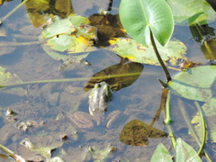 Lithobates catesbeianus