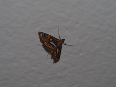Paracymoriza cataclystalis
