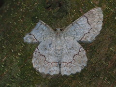 Pingasa ruginaria pacifica