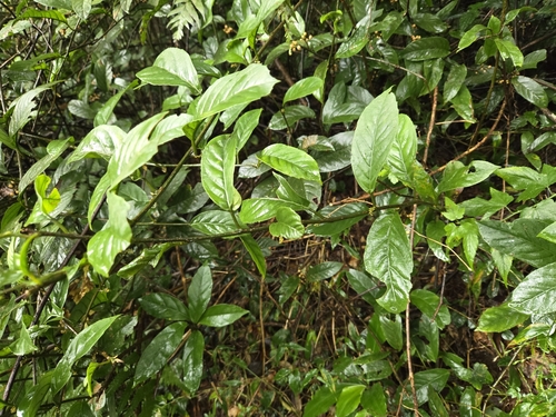 Image of Maesa japonica by (c) jimmy, some rights reserved (CC BY)
