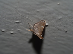 Cangetta hartoghialis