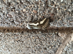 Euscirrhopterus gloveri