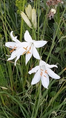 Paradisea liliastrum