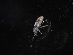 Eucorynus crassicornis