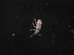 Eucorynus crassicornis