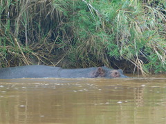 Hippopotamus amphibius