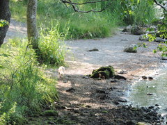 Vulpes vulpes schrencki