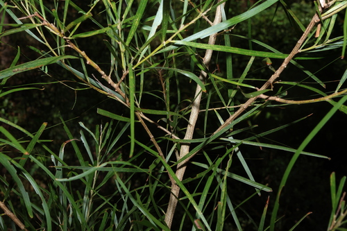 Image of Acacia maidenii by (c) Greg Tasney, some rights reserved (CC BY-SA)