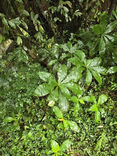 Image of Amischotolype glabrata by (c) jimmy, some rights reserved (CC BY)