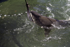 Negaprion brevirostris