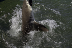 Negaprion brevirostris