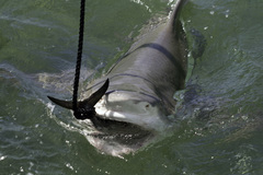 Negaprion brevirostris