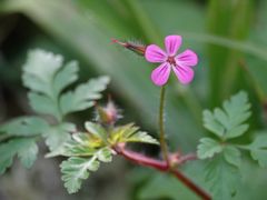 Geranium yeoi