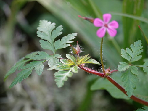 Geranium robertianum