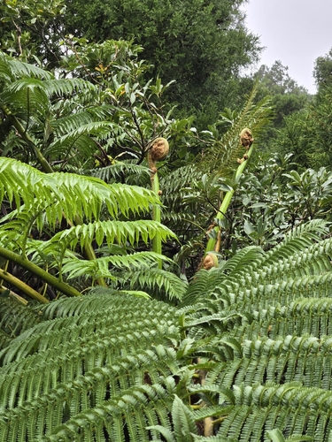 Image of Sphaeropteris lepifera by (c) jimmy, some rights reserved (CC BY)