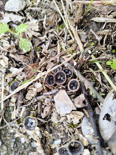 Cyathus stercoreus