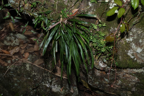 Image of Strap Fern (Dictymia brownii) by (c) Greg Tasney, some rights reserved (CC BY-SA)