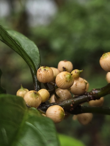 Image of Maesa japonica by (c) jimmy, some rights reserved (CC BY)