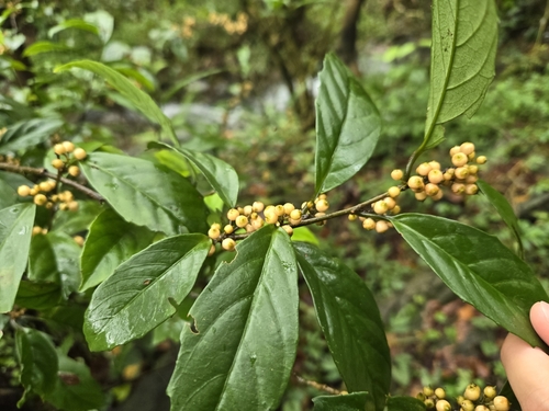 Image of Maesa japonica by (c) jimmy, some rights reserved (CC BY)