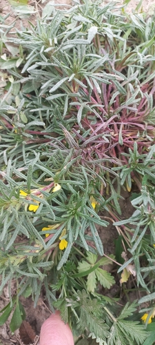 Ground-pine