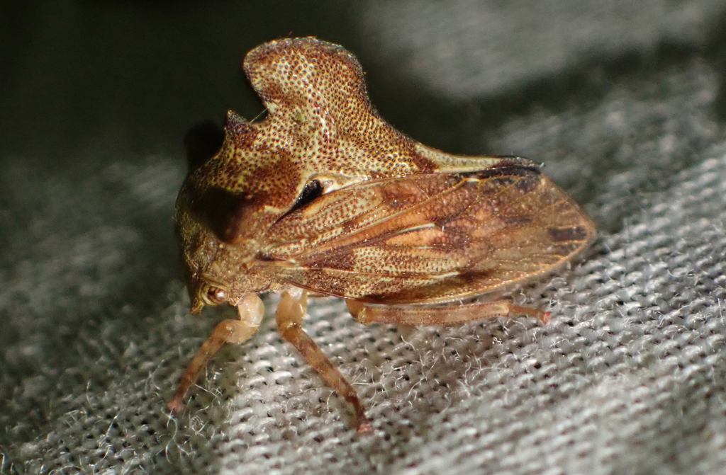 Centronodus rochalimai