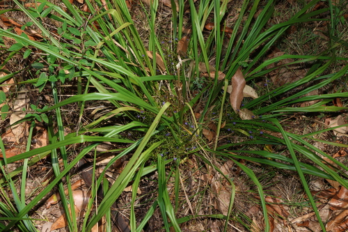 Image of Dianella brevipedunculata by (c) Greg Tasney, some rights reserved (CC BY-SA)