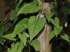 Thladiantha punctata