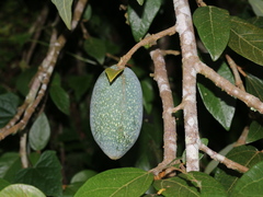 Ficus pumila awkeotsang