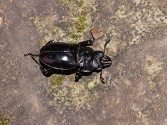 Neolucanus