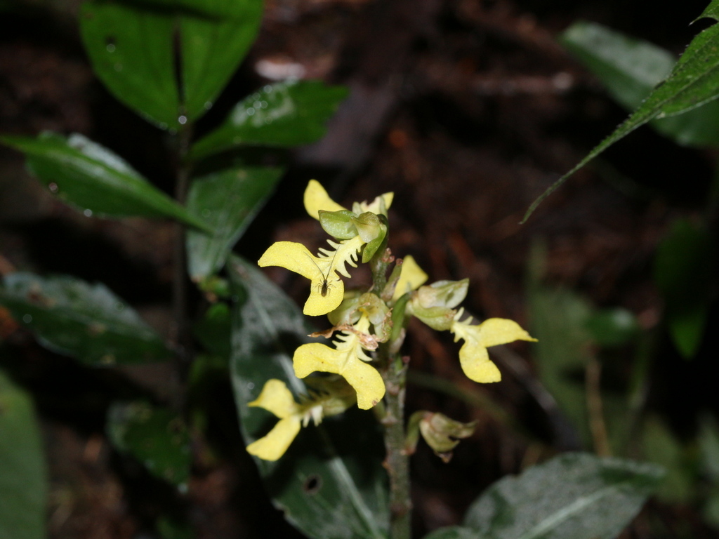 Odontochilus