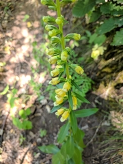 Digitalis nervosa