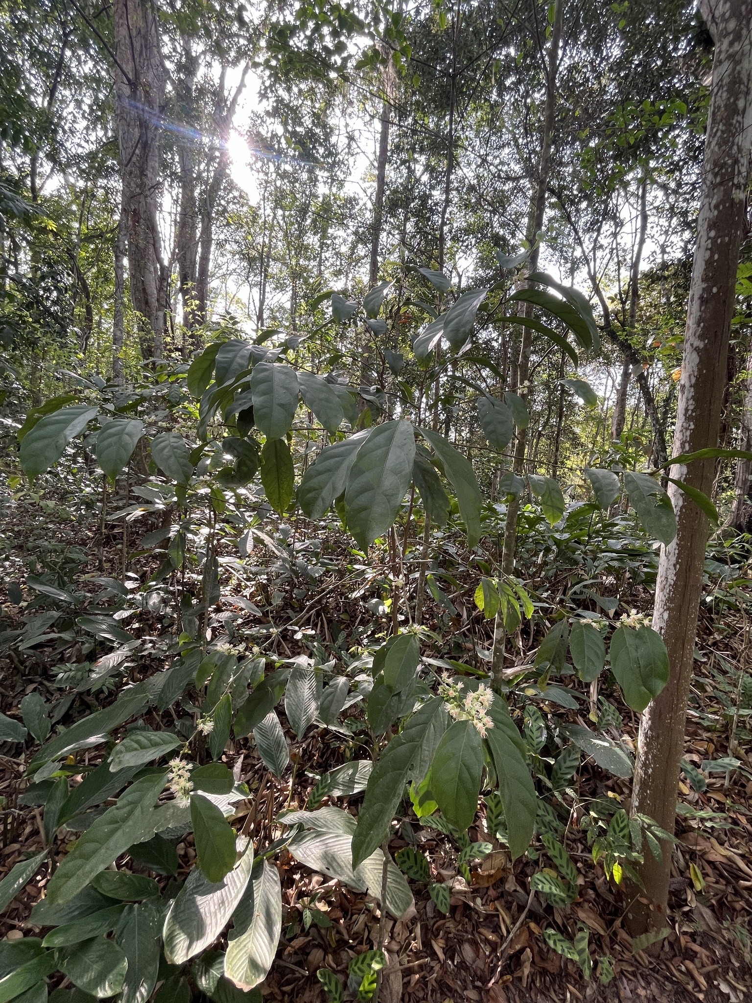 Imagem de Pimenta-de-macaco