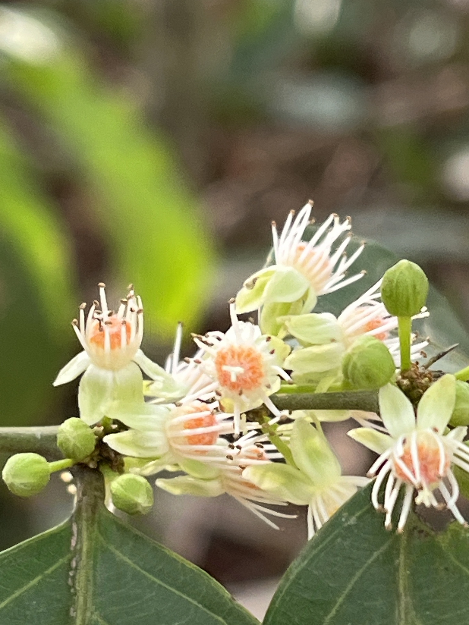 Imagem de Pimenta-de-macaco