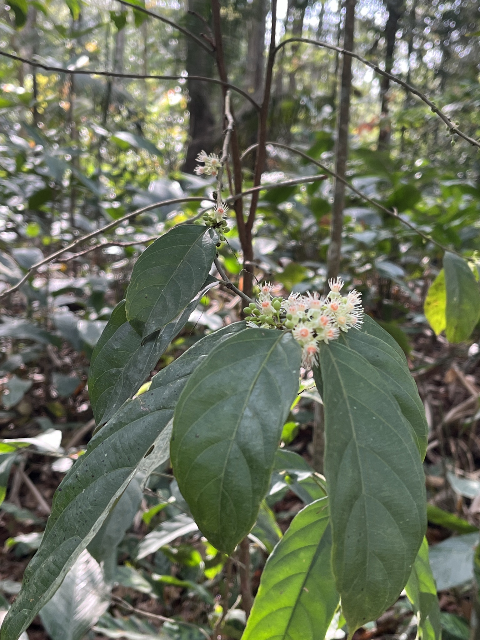 Imagem de Pimenta-de-macaco