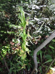 Platanthera hookeri
