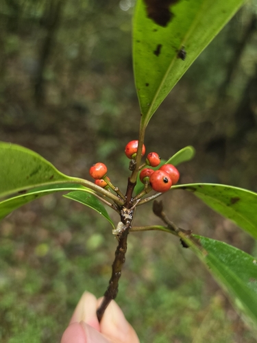 Image of Ilex rotunda by (c) jimmy, some rights reserved (CC BY)