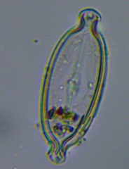 Caloneis amphisbaena