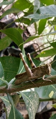 Caelifera