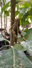 Caelifera