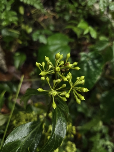 Image of Hedera rhombea by (c) jimmy, some rights reserved (CC BY)