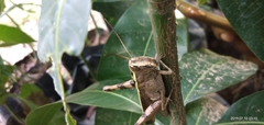 Caelifera