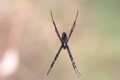 Argiope radon