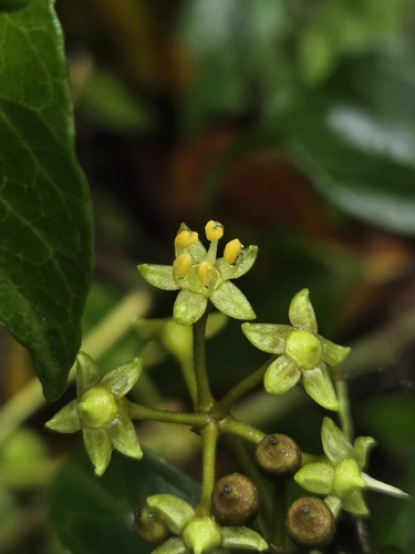 Image of Hedera rhombea by (c) jimmy, some rights reserved (CC BY)