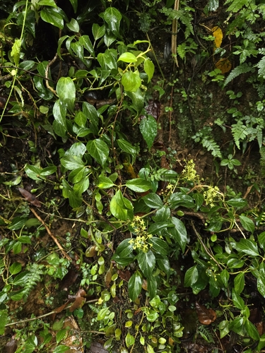 Image of Hedera rhombea by (c) jimmy, some rights reserved (CC BY)