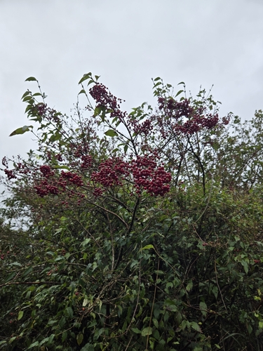Image of Viburnum luzonicum by (c) jimmy, some rights reserved (CC BY)
