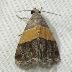 Tripudia balteata
