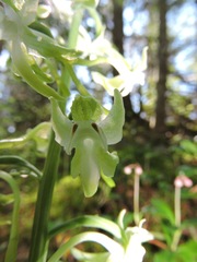 Platanthera orbiculata
