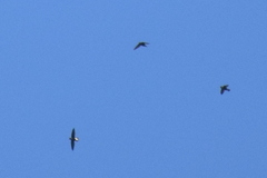 Hirundapus giganteus