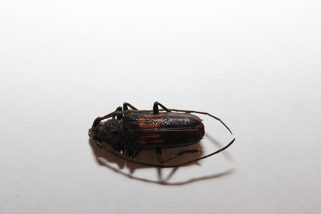 Phoracantha northamensis