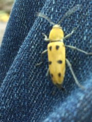 Chlorophorus glabromaculatus